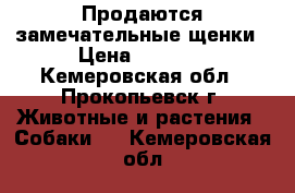 Продаются замечательные щенки › Цена ­ 2 500 - Кемеровская обл., Прокопьевск г. Животные и растения » Собаки   . Кемеровская обл.